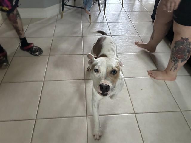 DAPHNE, Adoptable, Young Female Pit Bull Terrier & Mixed Breed.