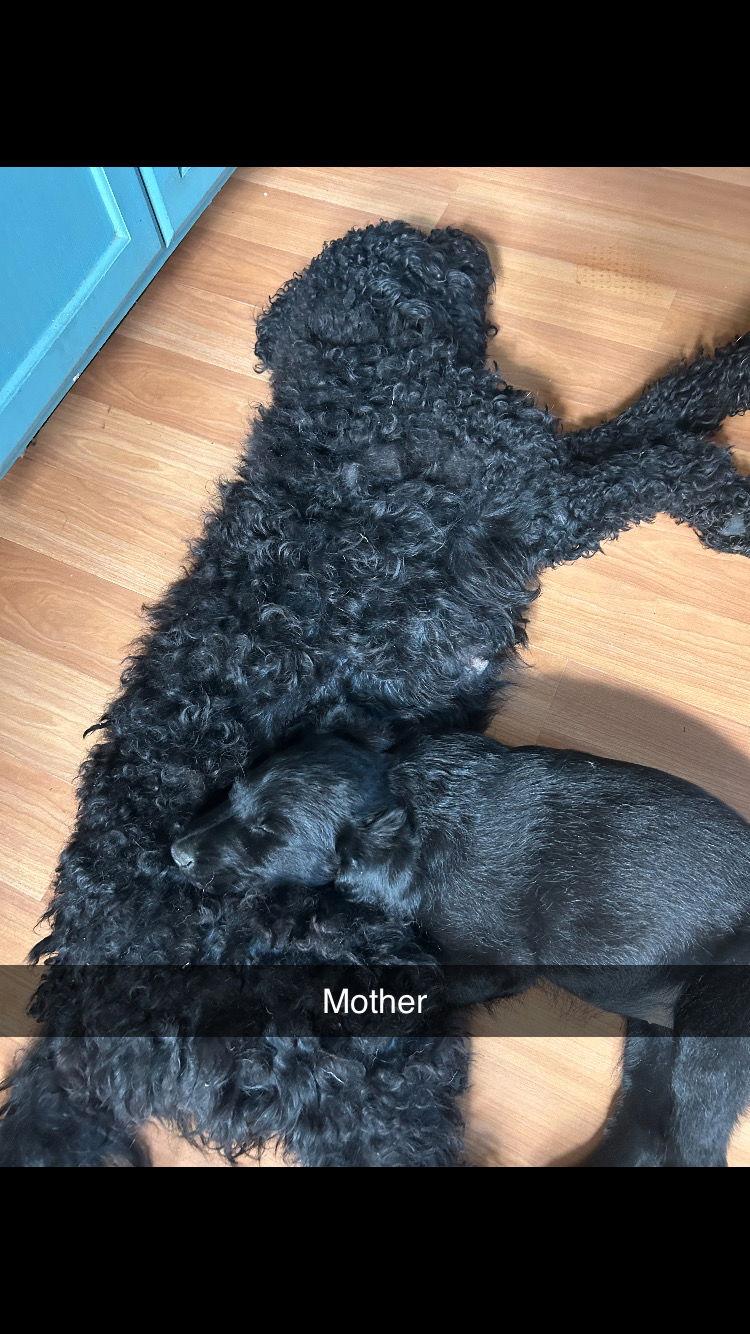 Lucy 5 months, Adoptable, Young Female Standard Poodle & Retriever.