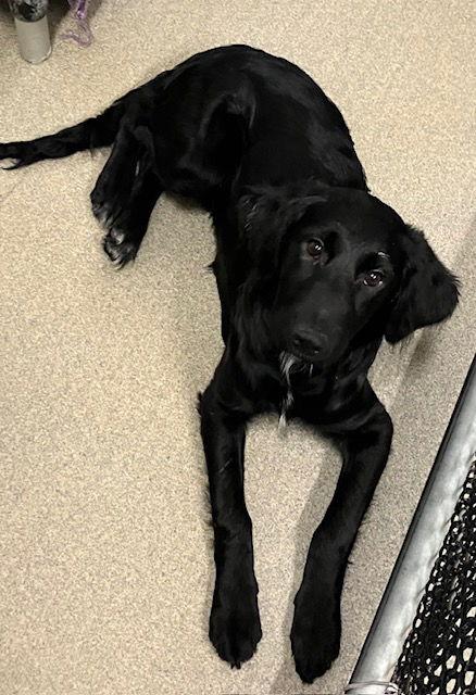 Enlarge Lucy 5 months, a Adoptable mixed breed in Sterling, MA image 2/3