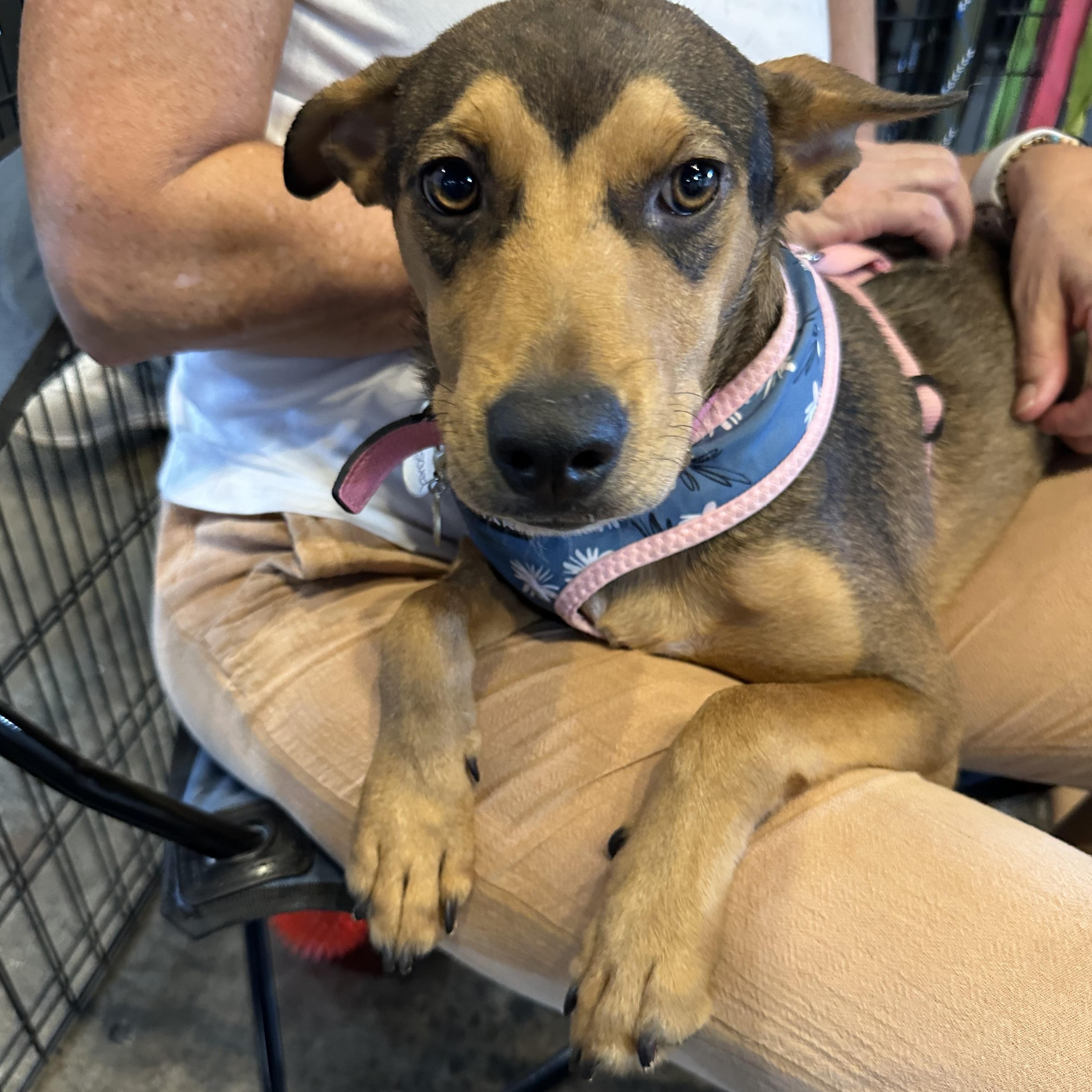 Forest, a ADOPTABLE mixed breed in San Diego, CA image 1/3