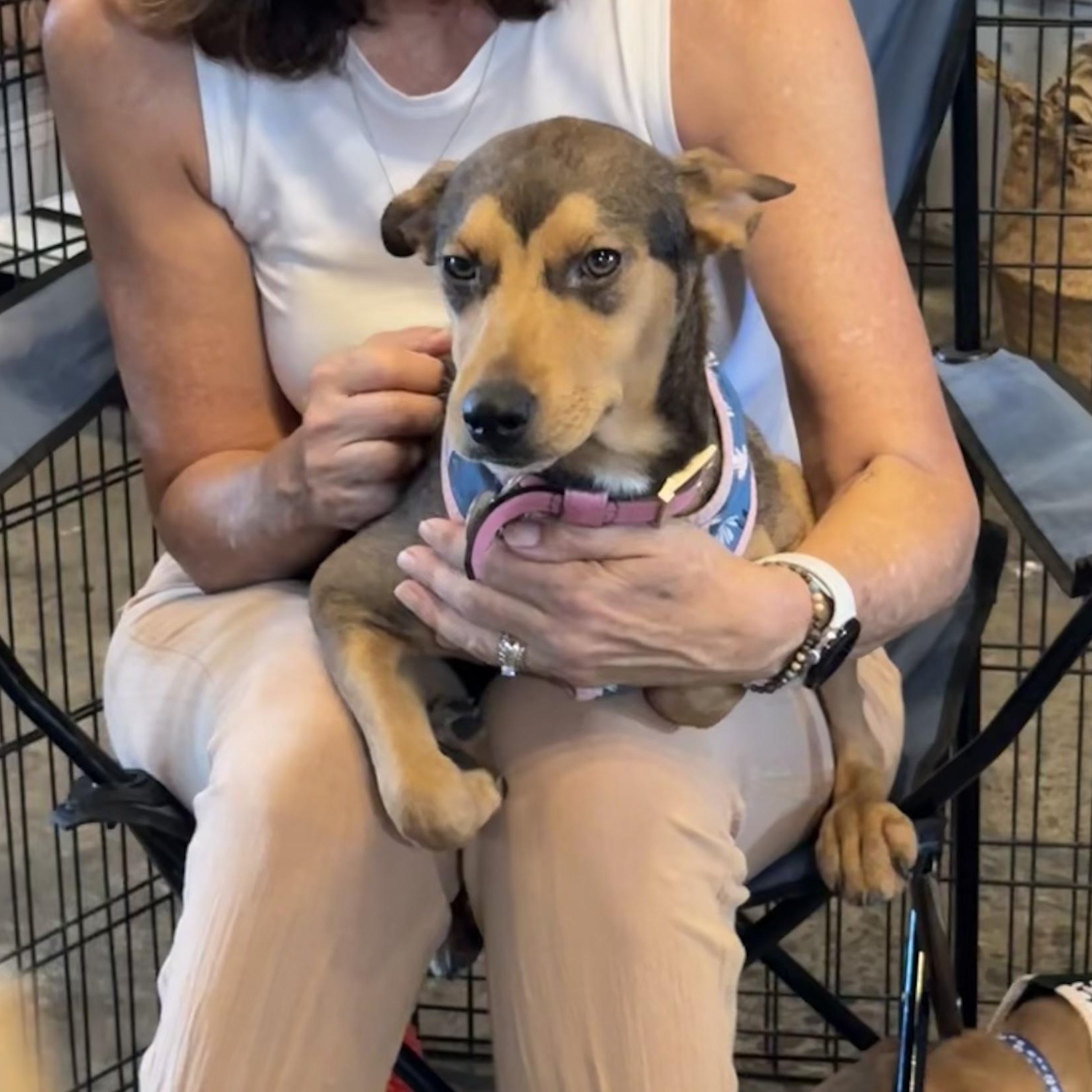 Forest, a ADOPTABLE mixed breed in San Diego, CA image 2/3