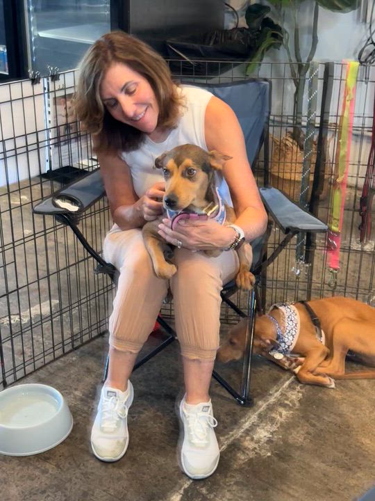 Enlarge Forest, a ADOPTABLE mixed breed in San Diego, CA video 3/3