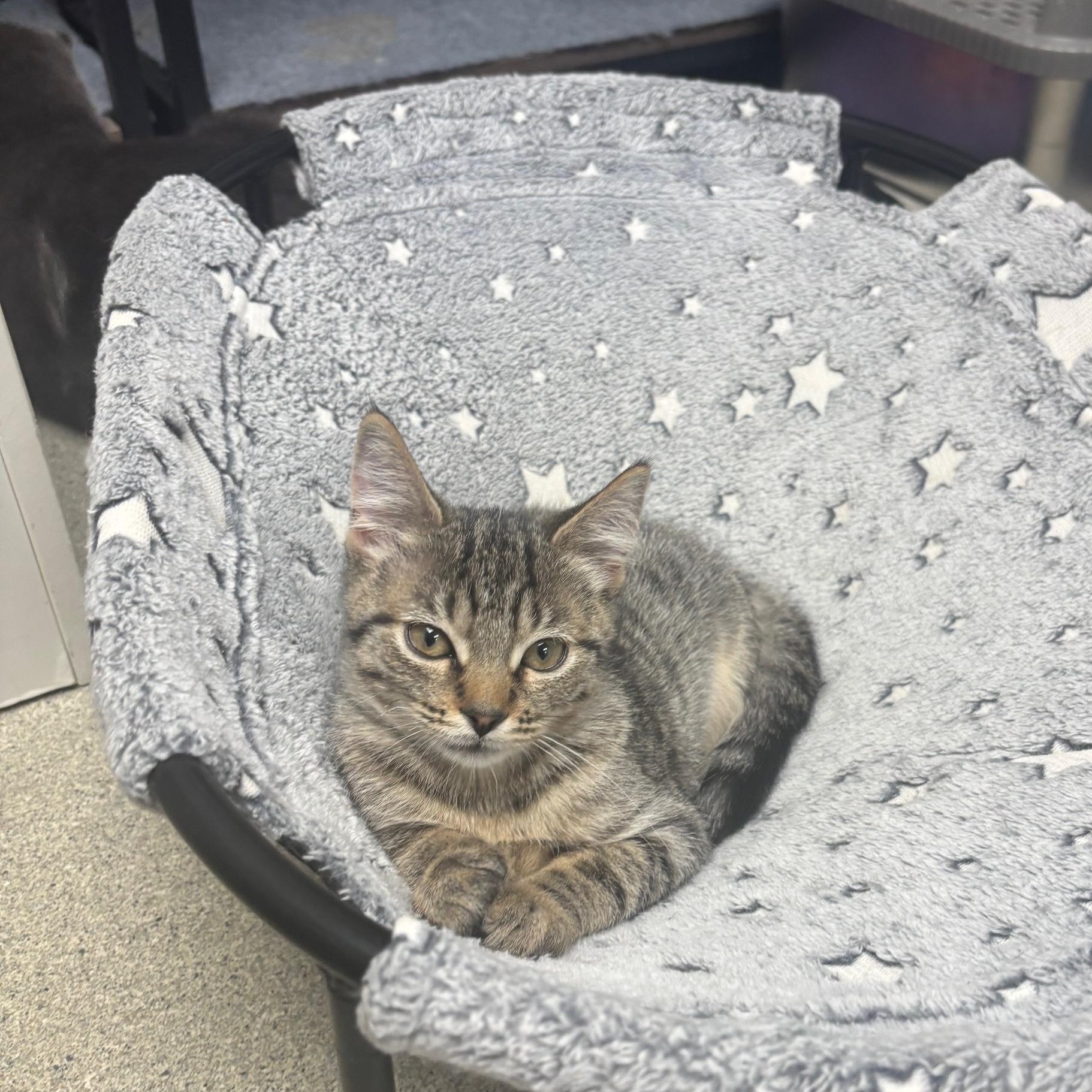 Enlarge Midge, a Adopted Domestic Short Hair in Fairfield, CT image 3/4