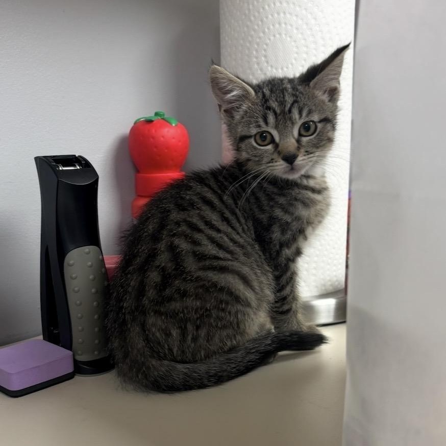 Enlarge Midge, a Adopted Domestic Short Hair in Fairfield, CT image 4/4