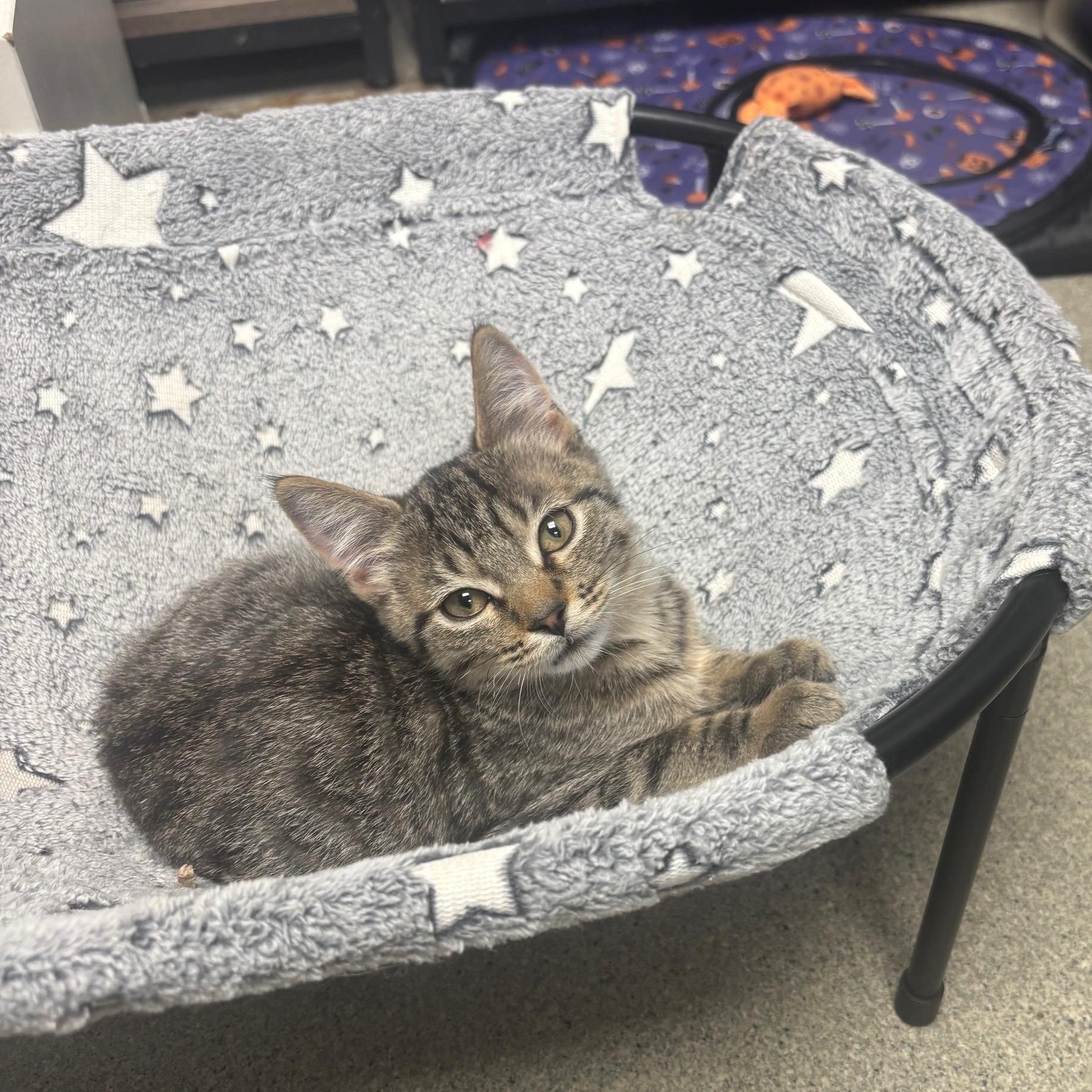 Midge, Adopted, Young Female Domestic Short Hair.