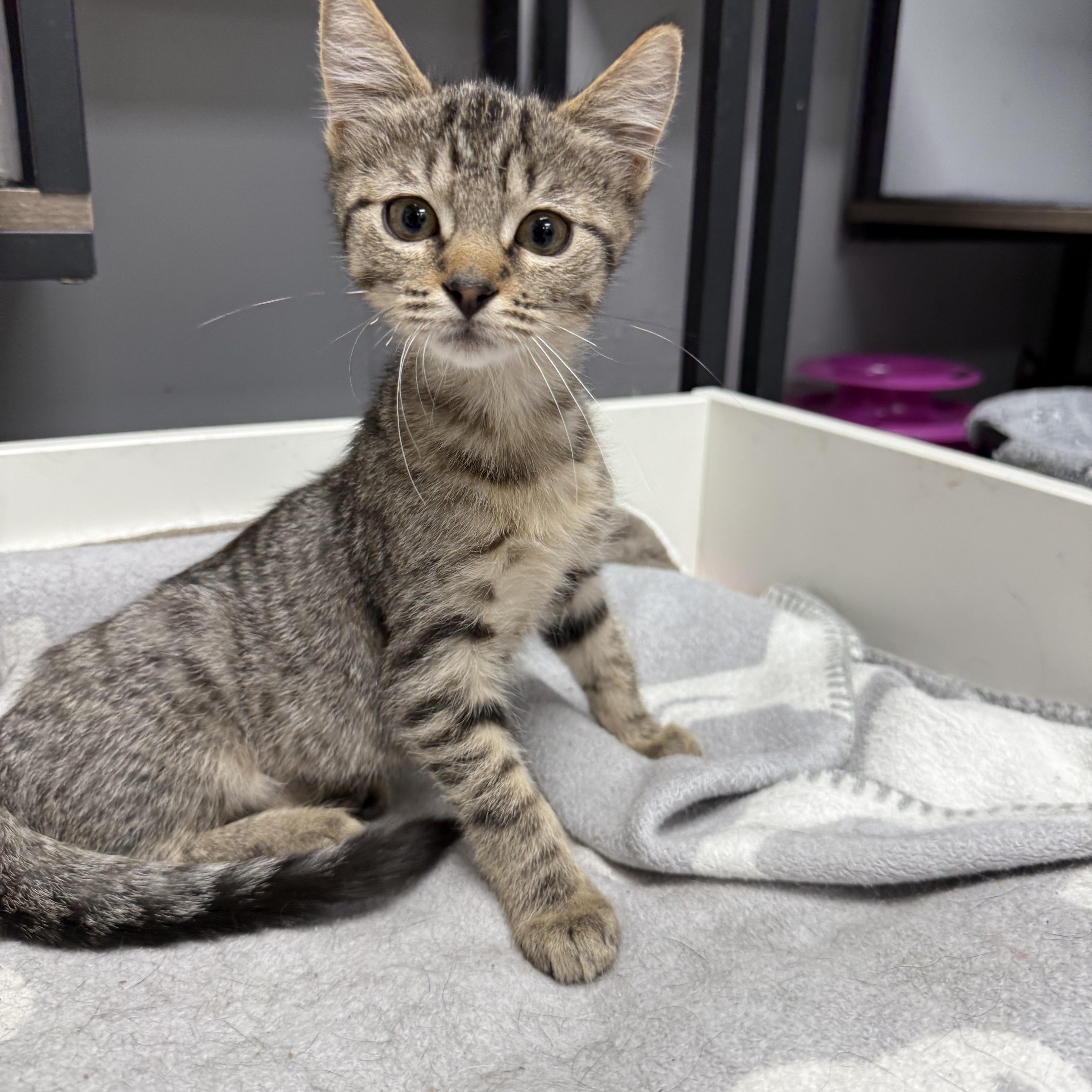 Enlarge Midge, a Adopted Domestic Short Hair in Fairfield, CT image 1/4