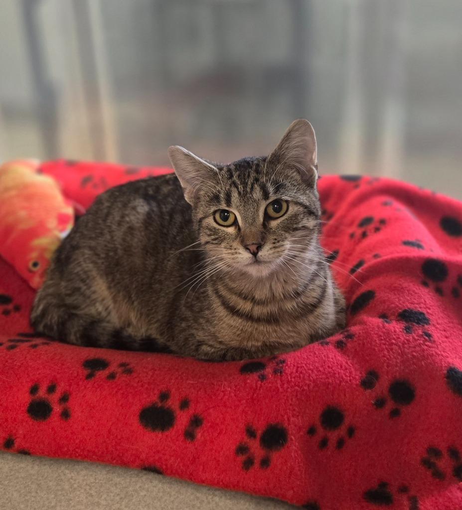 Wilbur, Adoptable, Kitten Male Domestic Short Hair.