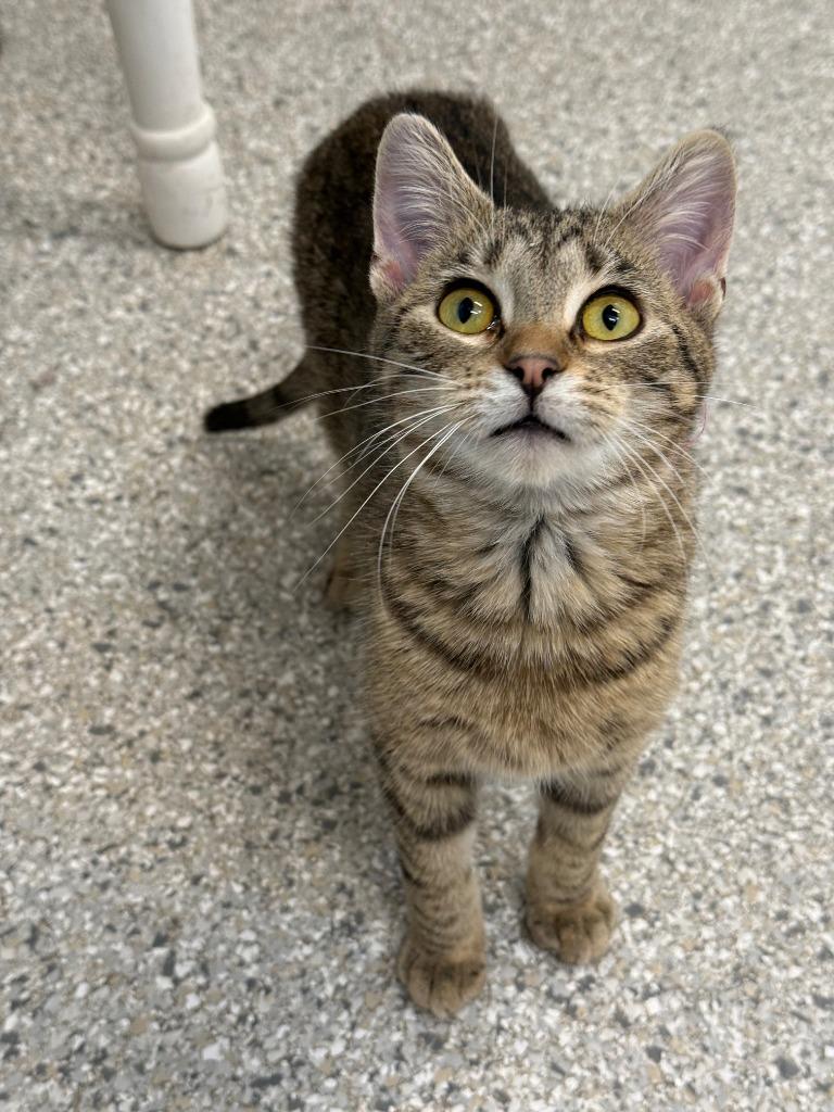 Wilbur, a Adoptable mixed breed in Viroqua, WI image 2/5