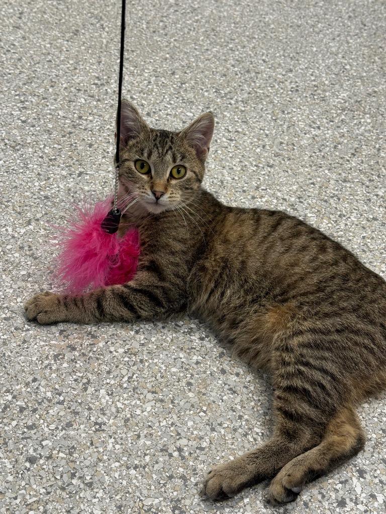 Wilbur, a Adoptable mixed breed in Viroqua, WI image 3/5