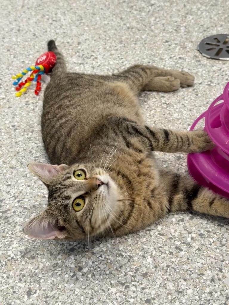 Wilbur, a Adoptable mixed breed in Viroqua, WI image 4/5