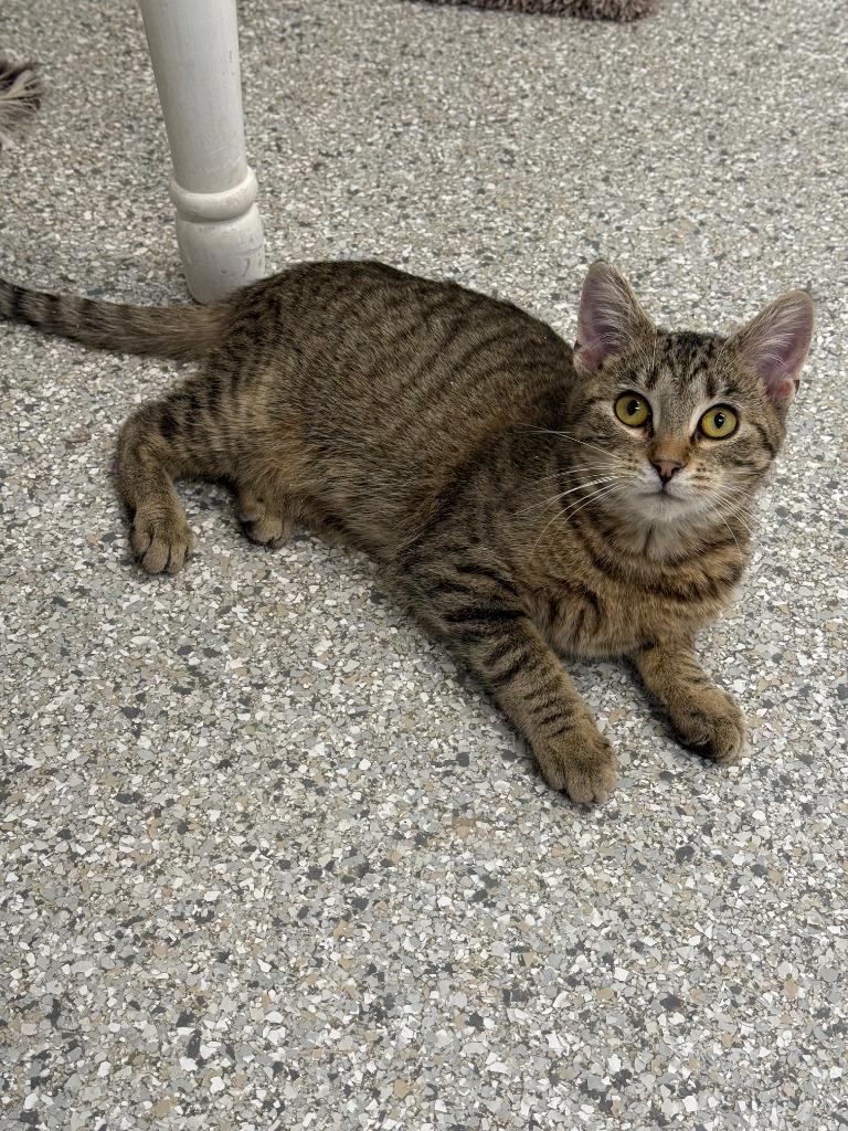 Wilbur, a Adoptable mixed breed in Viroqua, WI image 5/5