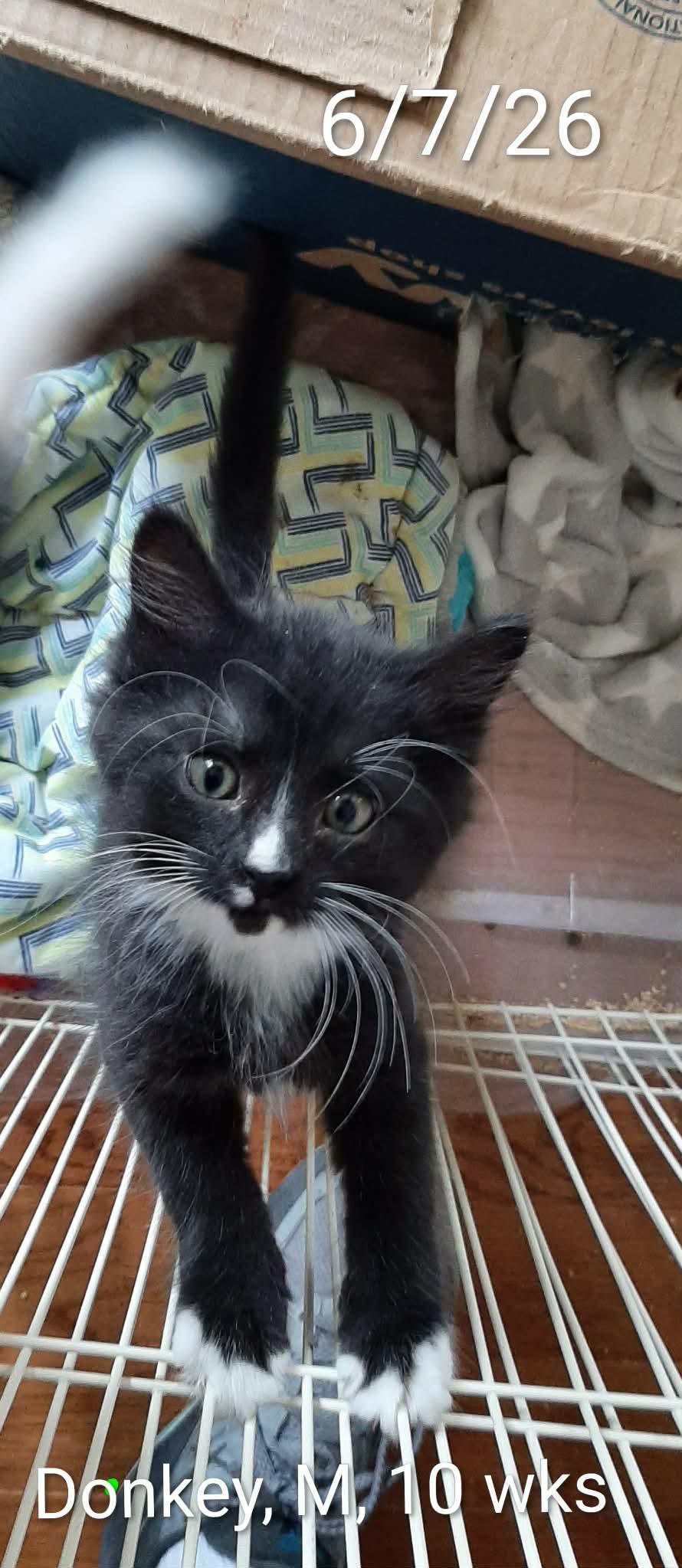 Donkey, adopted, Kitten Male Domestic Medium Hair.