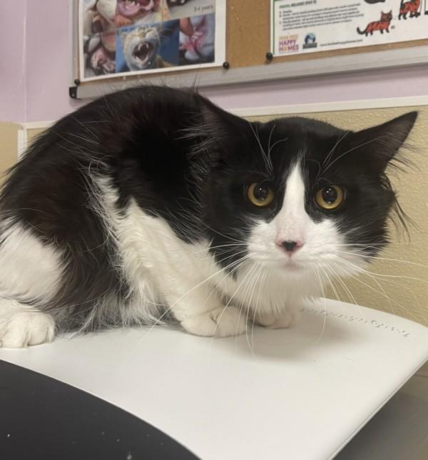 Hi-Jack, Adoptable, Adult Male Domestic Medium Hair.