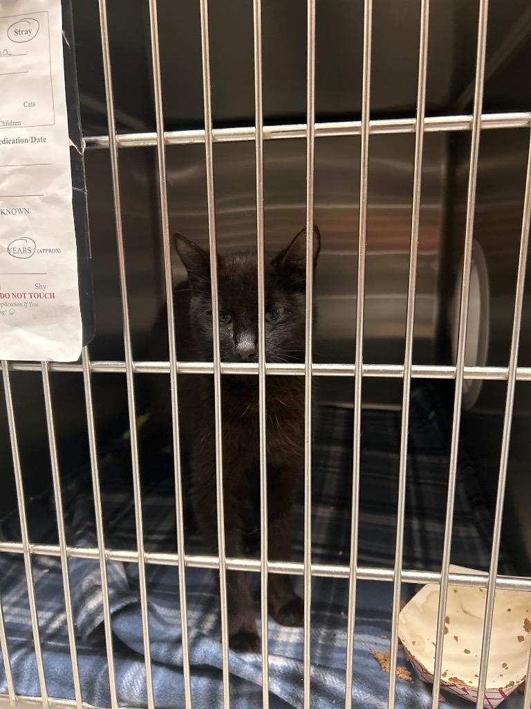Enlarge 2026-05-174, a Adoptable mixed breed in Winder, GA image 1/1