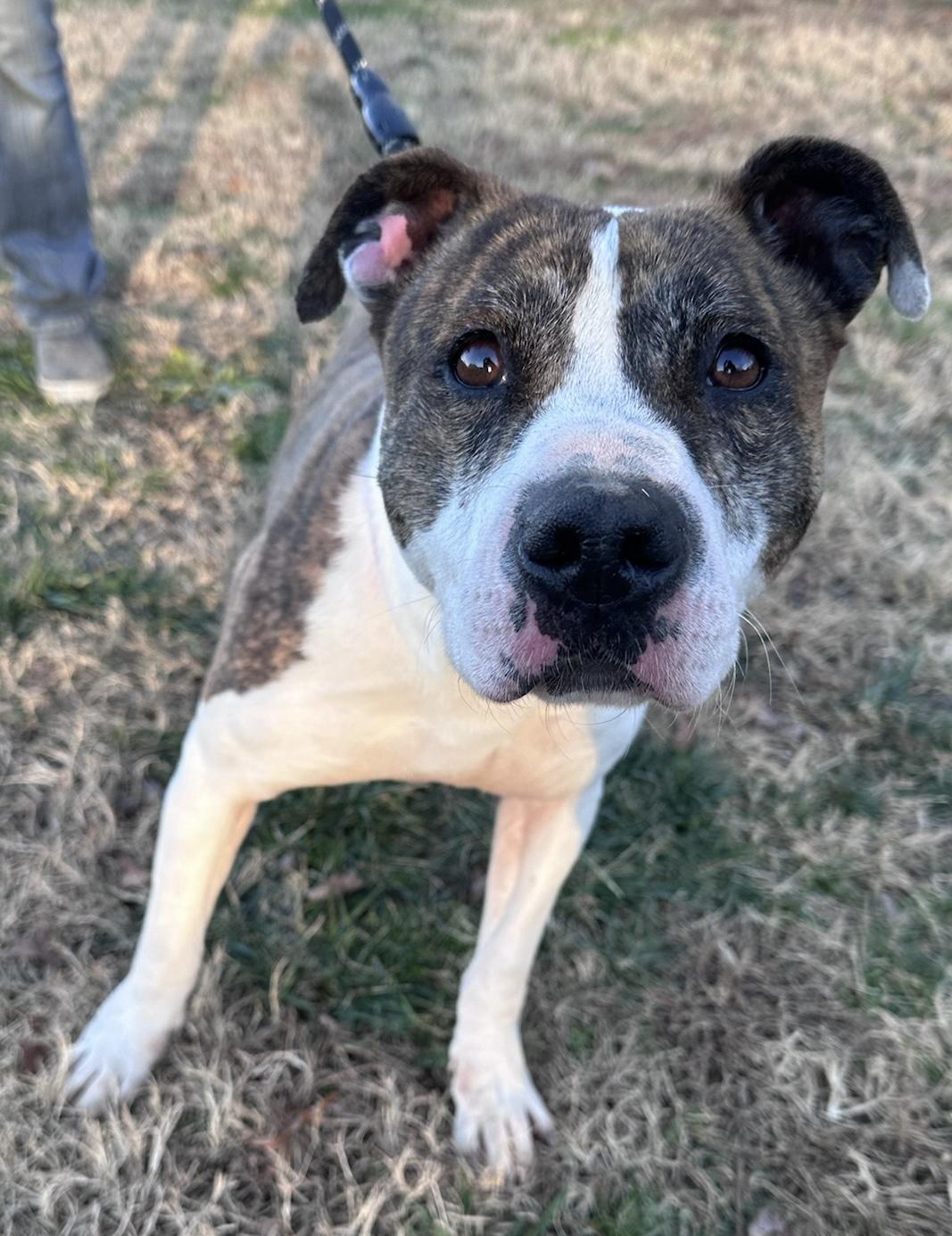 Noelle, ADOPTABLE, Adult Female Pit Bull Terrier.