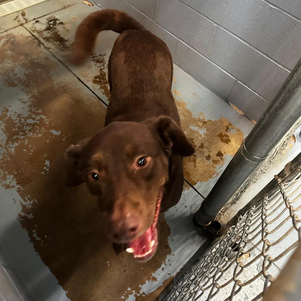 Cantrell, Adoptable, Adult Male Mixed Breed.