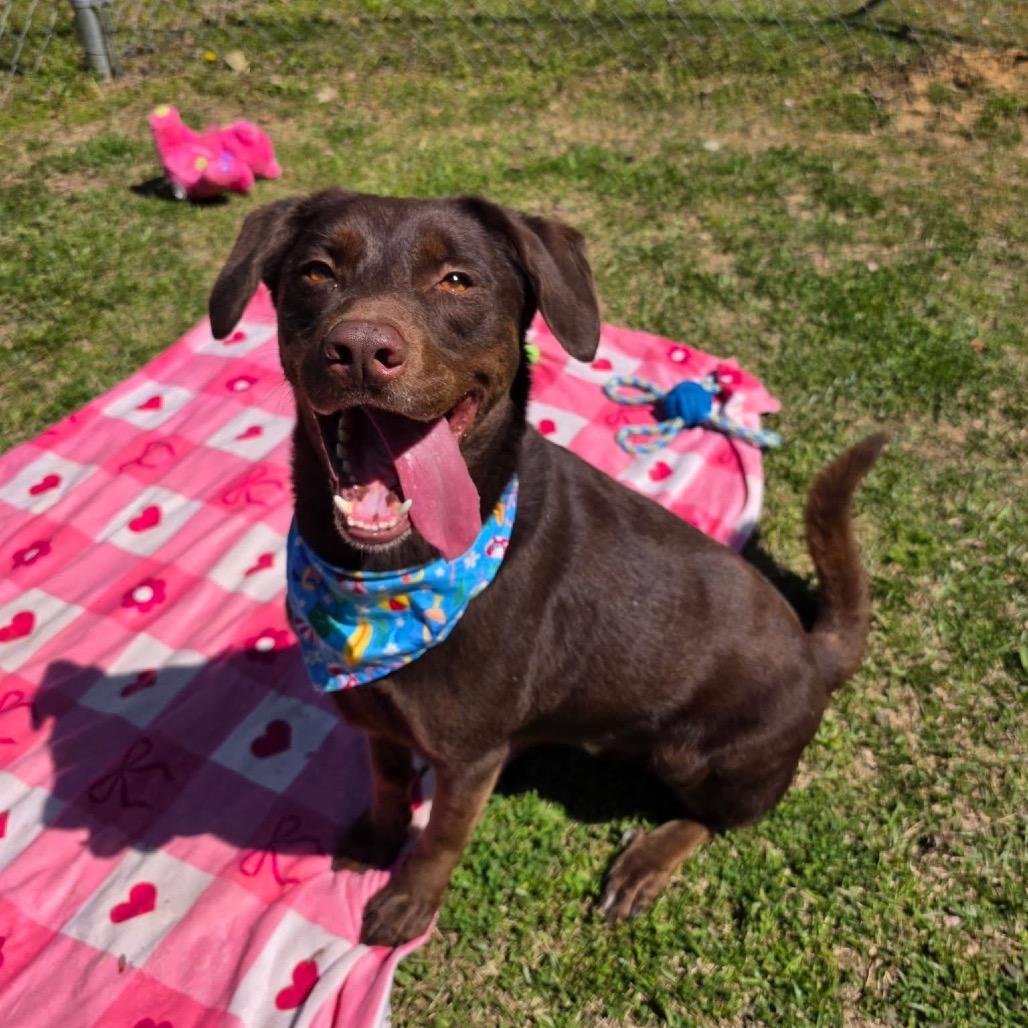 Enlarge Cantrell, a Adoptable Mixed Breed in Gadsden, AL image 3/6