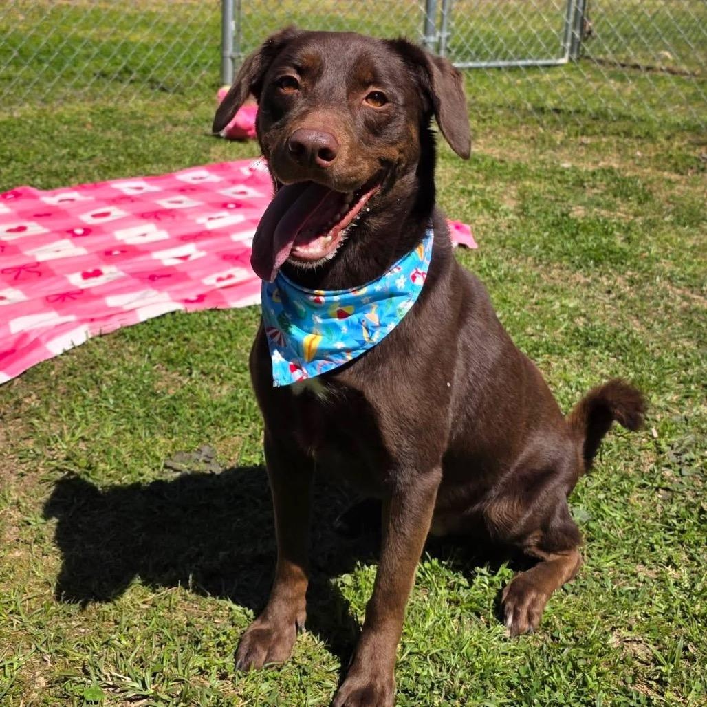 Enlarge Cantrell, a Adoptable Mixed Breed in Gadsden, AL image 4/6