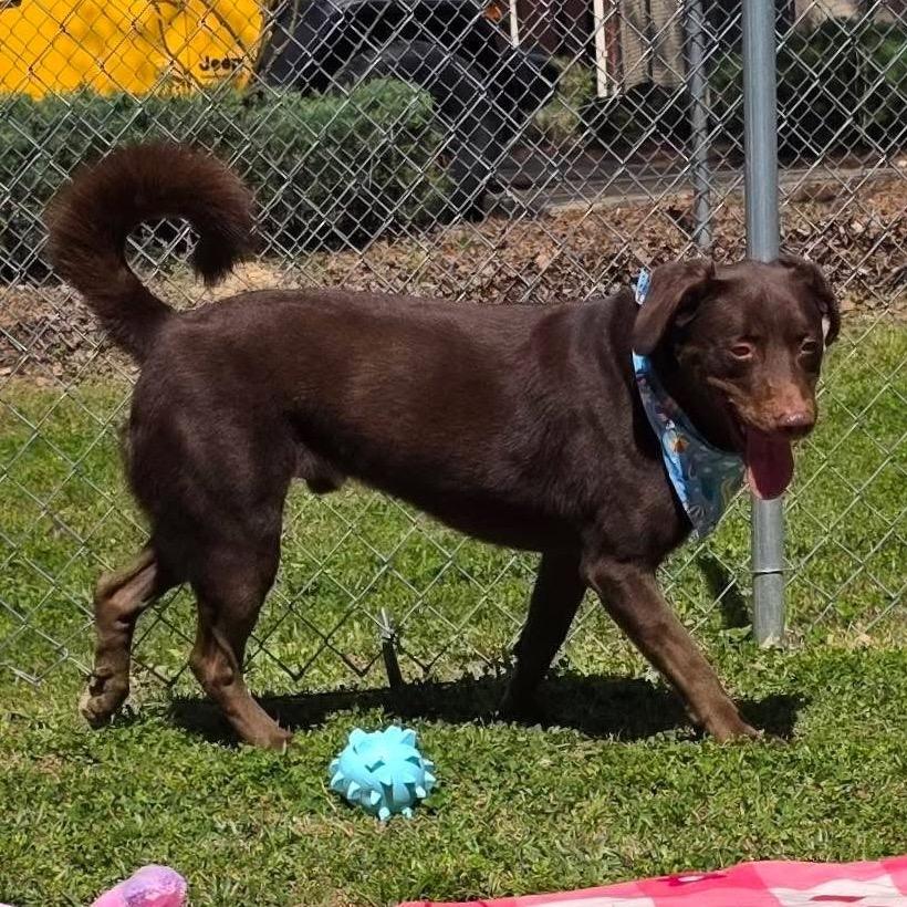 Enlarge Cantrell, a Adoptable Mixed Breed in Gadsden, AL image 5/6