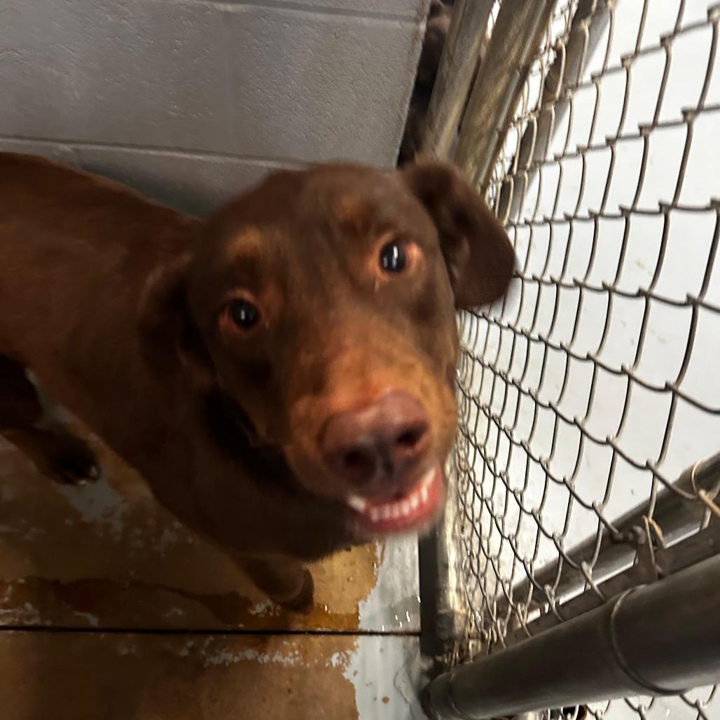 Enlarge Cantrell, a Adoptable Mixed Breed in Gadsden, AL image 6/6