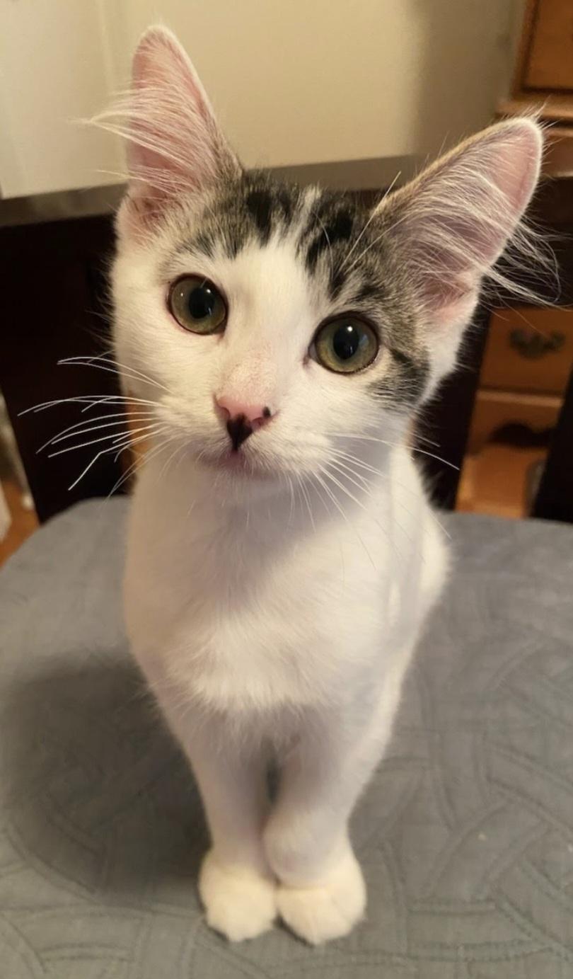 Panda Bear, a Adoptable Domestic Medium Hair in Fullerton, CA image 2/3