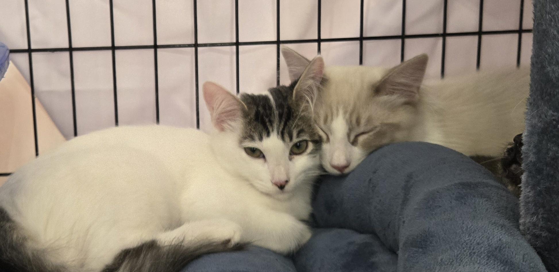 Panda Bear, a Adoptable Domestic Medium Hair in Fullerton, CA image 3/3