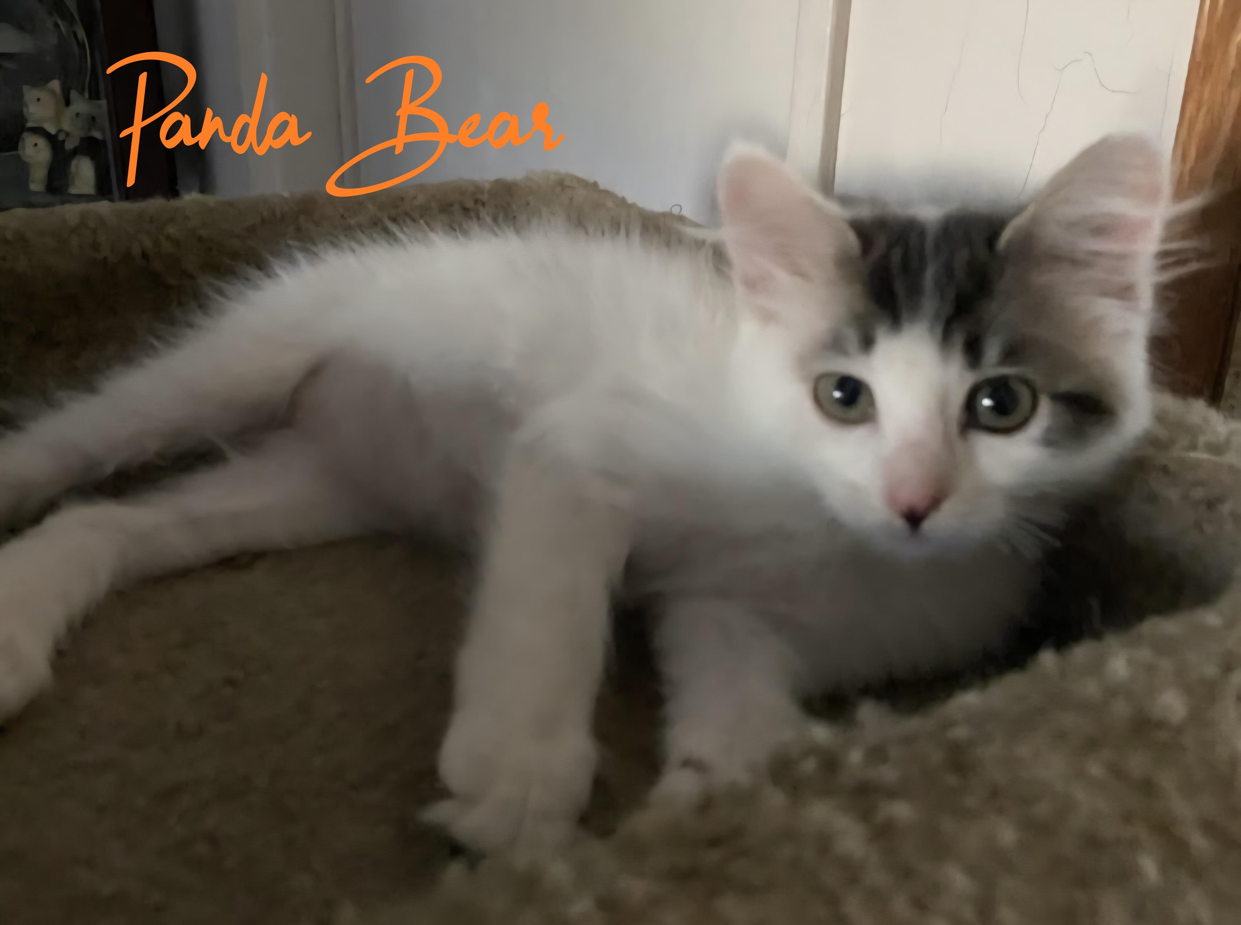 Panda Bear, a Adoptable Domestic Medium Hair in Fullerton, CA image 1/3