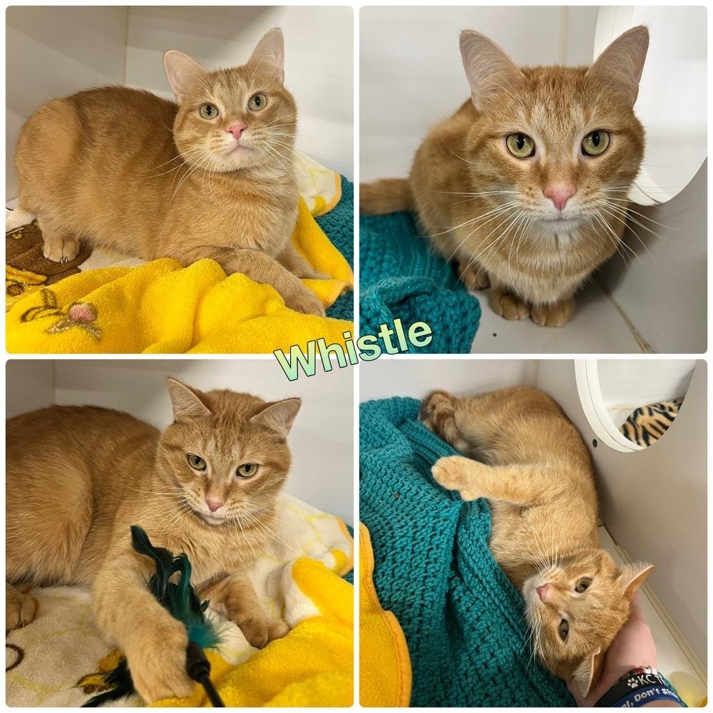 Enlarge Whistle ~ Available at PetSmart Warsaw, IN!, a Adoptable Domestic Short Hair in Rochester, IN image 1/2