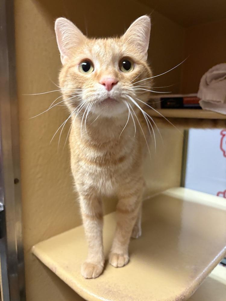 Enlarge Whistle ~ Available at PetSmart Warsaw, IN!, a Adoptable Domestic Short Hair in Rochester, IN image 2/2