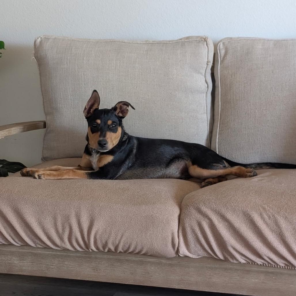 Famous Dogs Litter: Scooby, Adoptable, Puppy Male Mixed Breed.