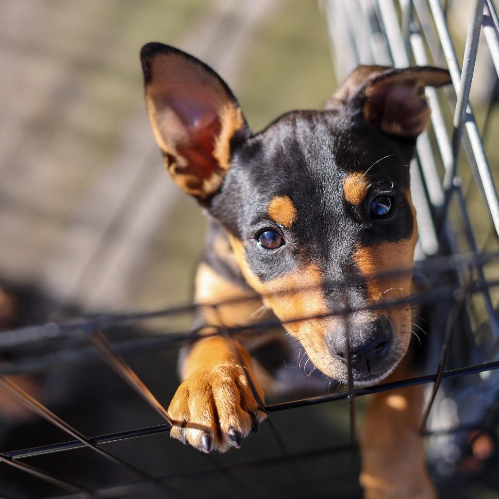 Famous Dogs Litter: Scooby, a Adoptable Mixed Breed in Keaau, HI image 2/6