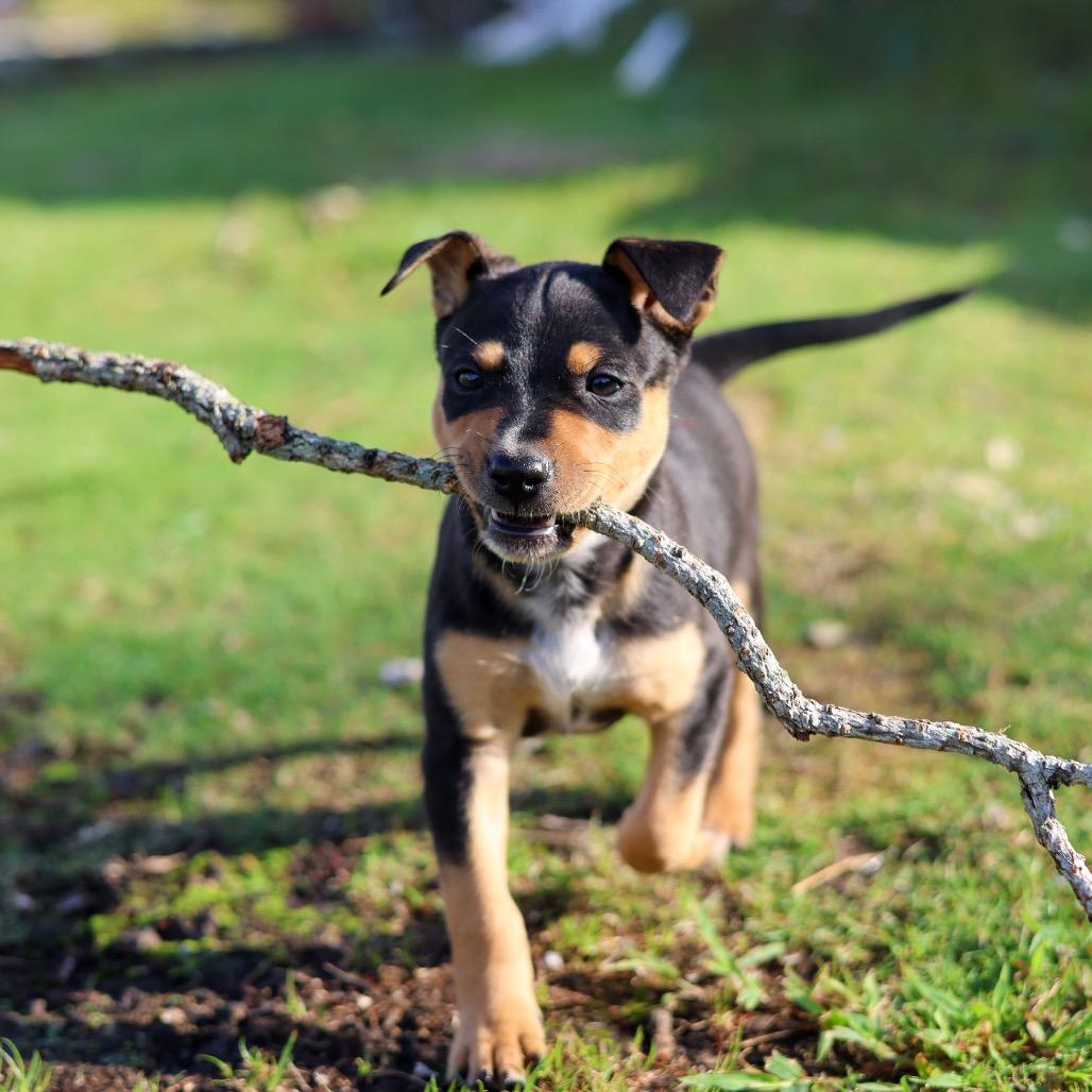 Famous Dogs Litter: Scooby, a Adoptable Mixed Breed in Keaau, HI image 3/6