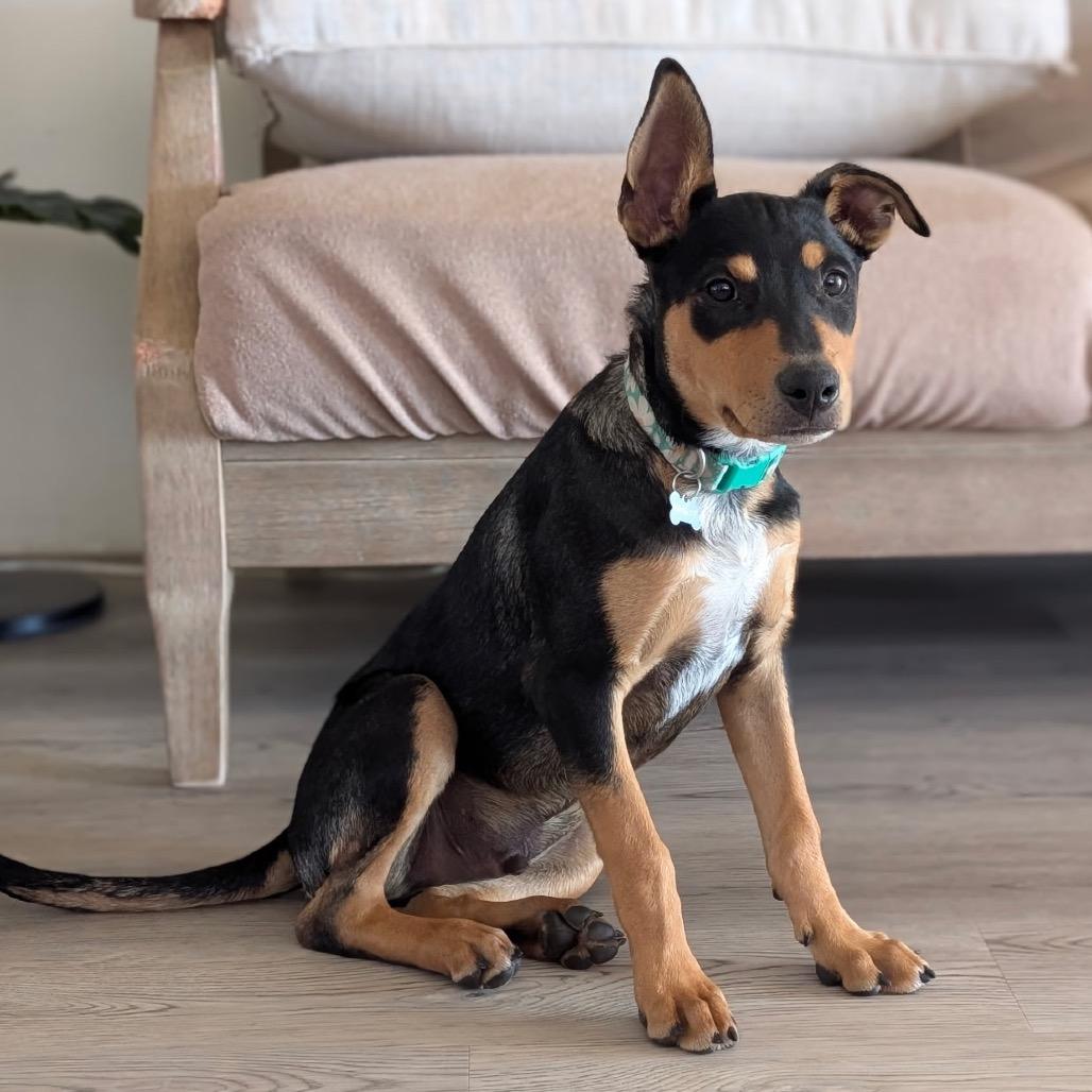 Famous Dogs Litter: Scooby, a Adoptable Mixed Breed in Keaau, HI image 4/6