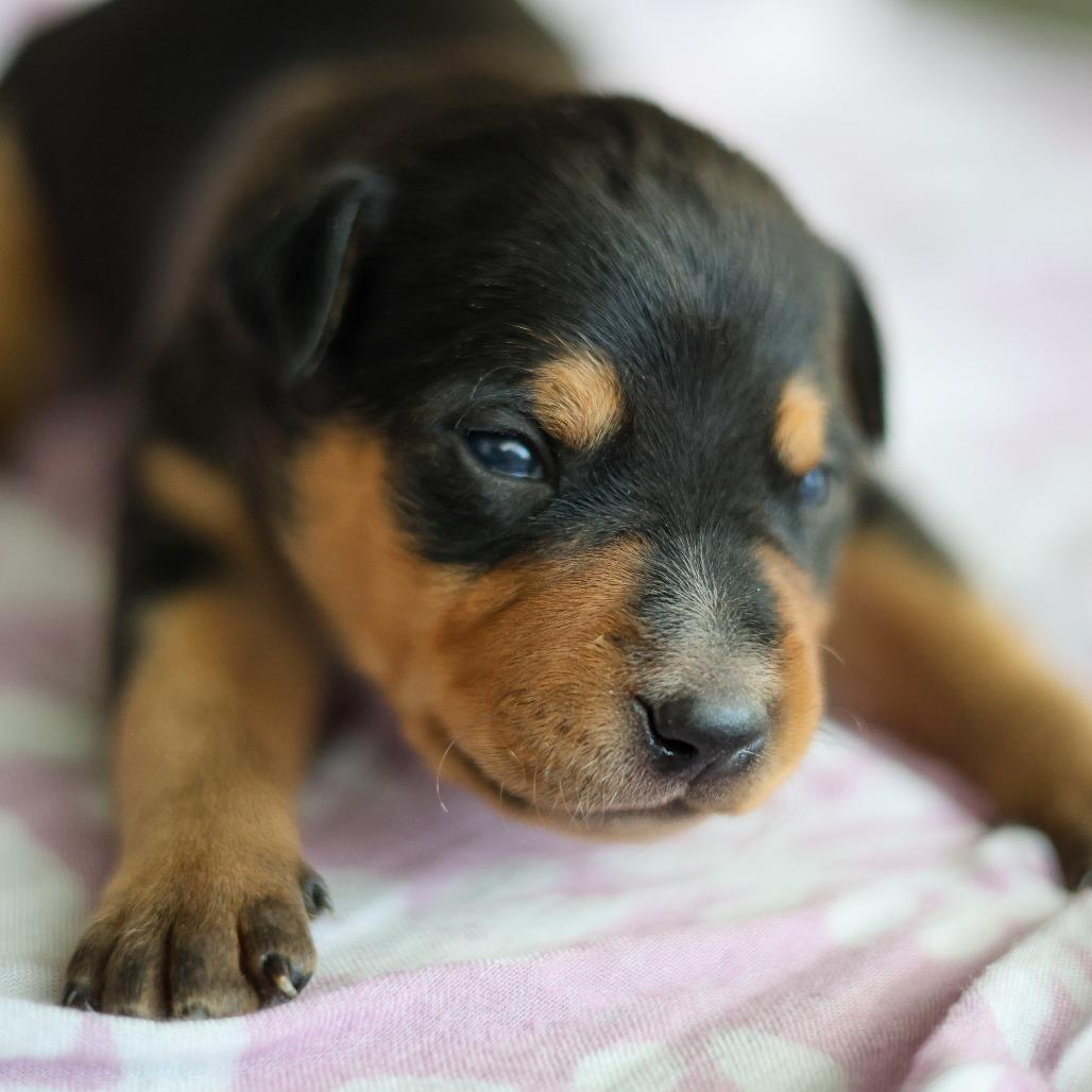 Famous Dogs Litter: Scooby, a Adoptable Mixed Breed in Keaau, HI image 5/6