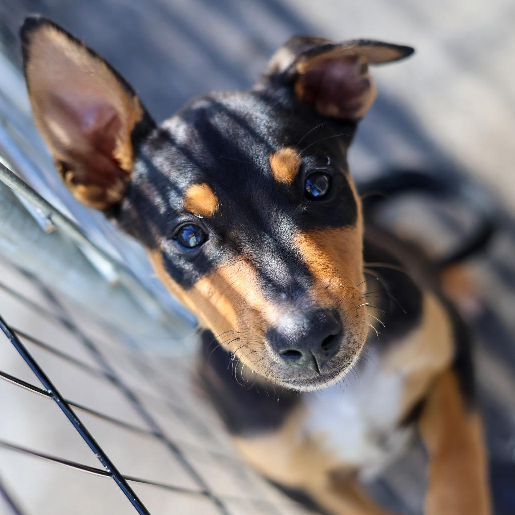 Famous Dogs Litter: Scooby, a Adoptable Mixed Breed in Keaau, HI image 6/6