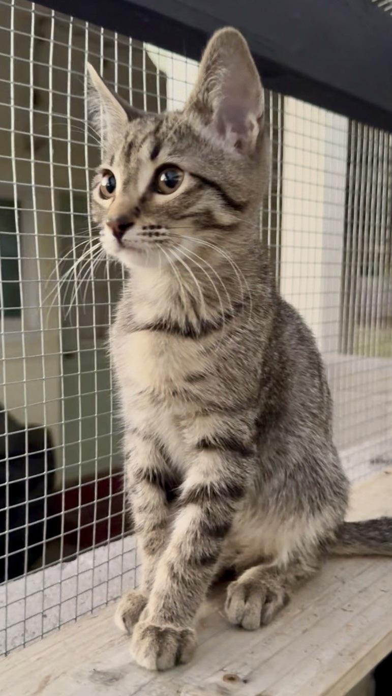 Enlarge Granite, a ADOPTABLE Domestic Short Hair in Scottsdale, AZ image 3/5