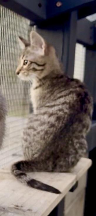 Enlarge Granite, a ADOPTABLE Domestic Short Hair in Scottsdale, AZ image 4/5