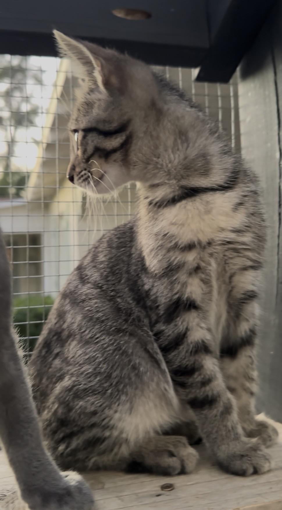 Enlarge Granite, a ADOPTABLE Domestic Short Hair in Scottsdale, AZ image 5/5