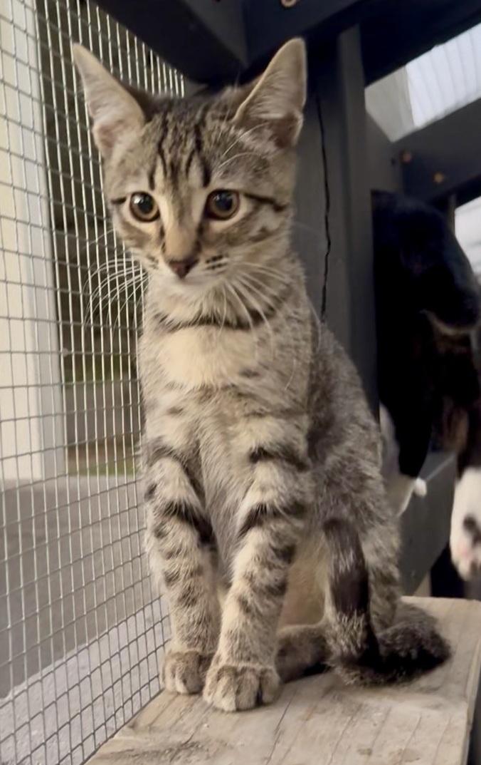 Granite, ADOPTABLE, Kitten Female Domestic Short Hair.