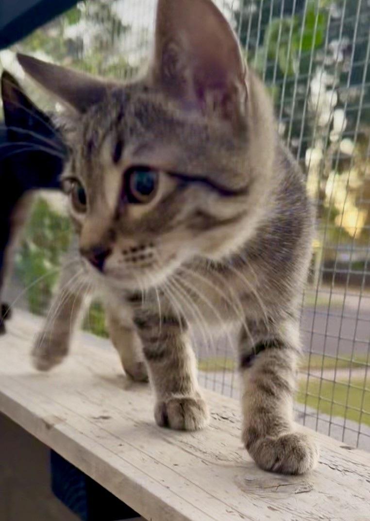 Enlarge Granite, a ADOPTABLE Domestic Short Hair in Scottsdale, AZ image 2/5
