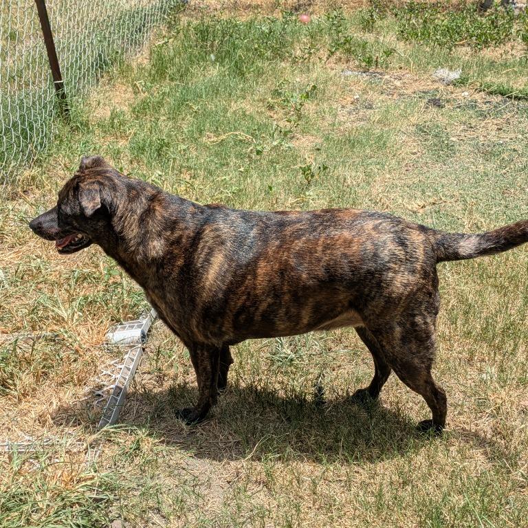 Enlarge Holly, a Adoptable Mixed Breed in Fulton, TX image 1/5