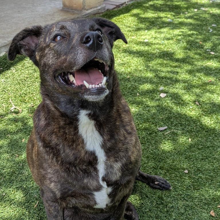 Enlarge Holly, a Adoptable Mixed Breed in Fulton, TX image 2/5