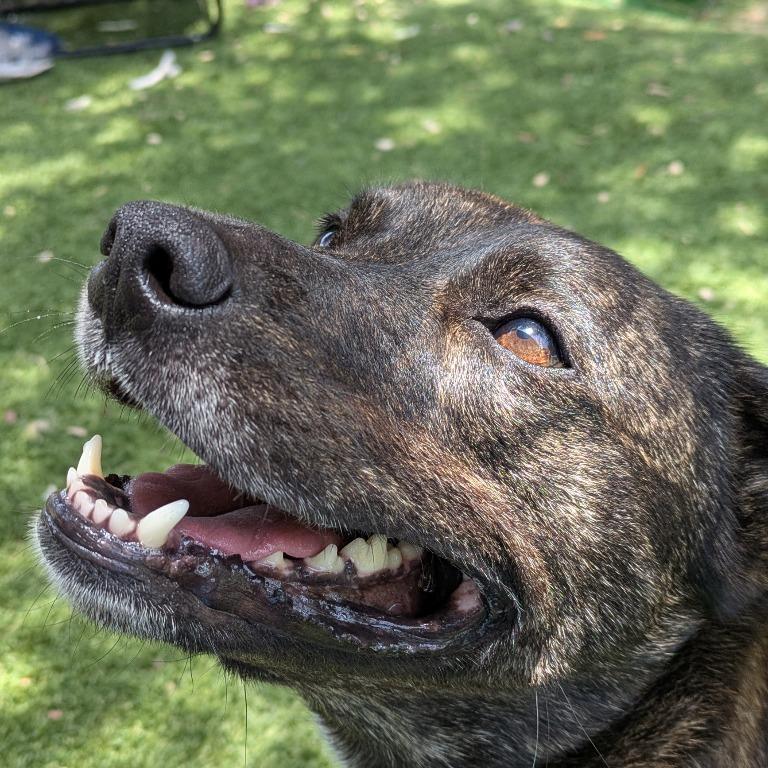 Enlarge Holly, a Adoptable Mixed Breed in Fulton, TX image 3/5