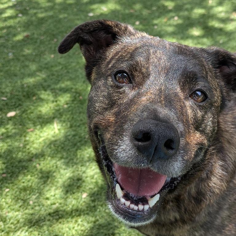 Enlarge Holly, a Adoptable Mixed Breed in Fulton, TX image 4/5