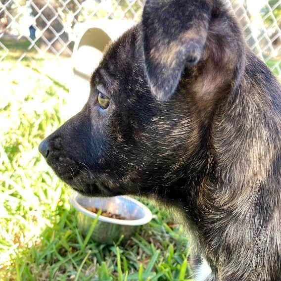Enlarge Holly, a Adoptable Mixed Breed in Fulton, TX image 5/5