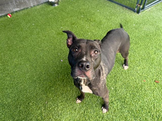 DAIRY, Adoptable, Adult Female Mixed Breed.