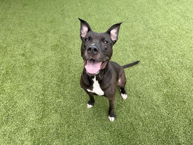 Enlarge DAIRY, a Adoptable Mixed Breed in Garland, TX image 1/1