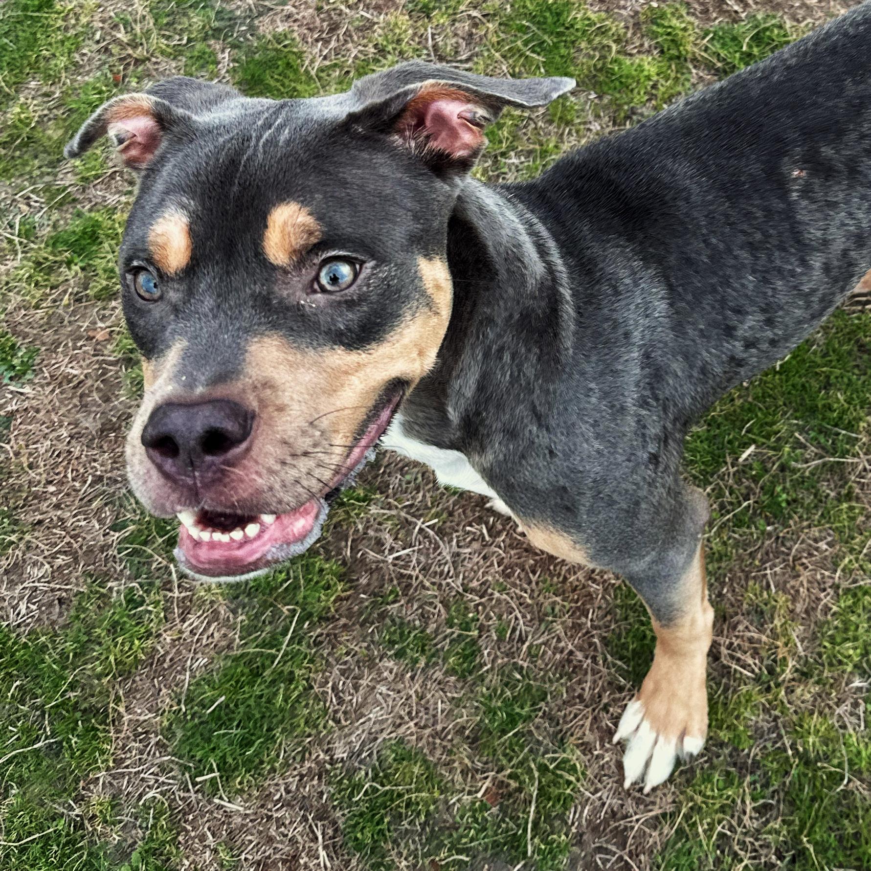 Ocean, adoptable, Young Male Pit Bull Terrier.