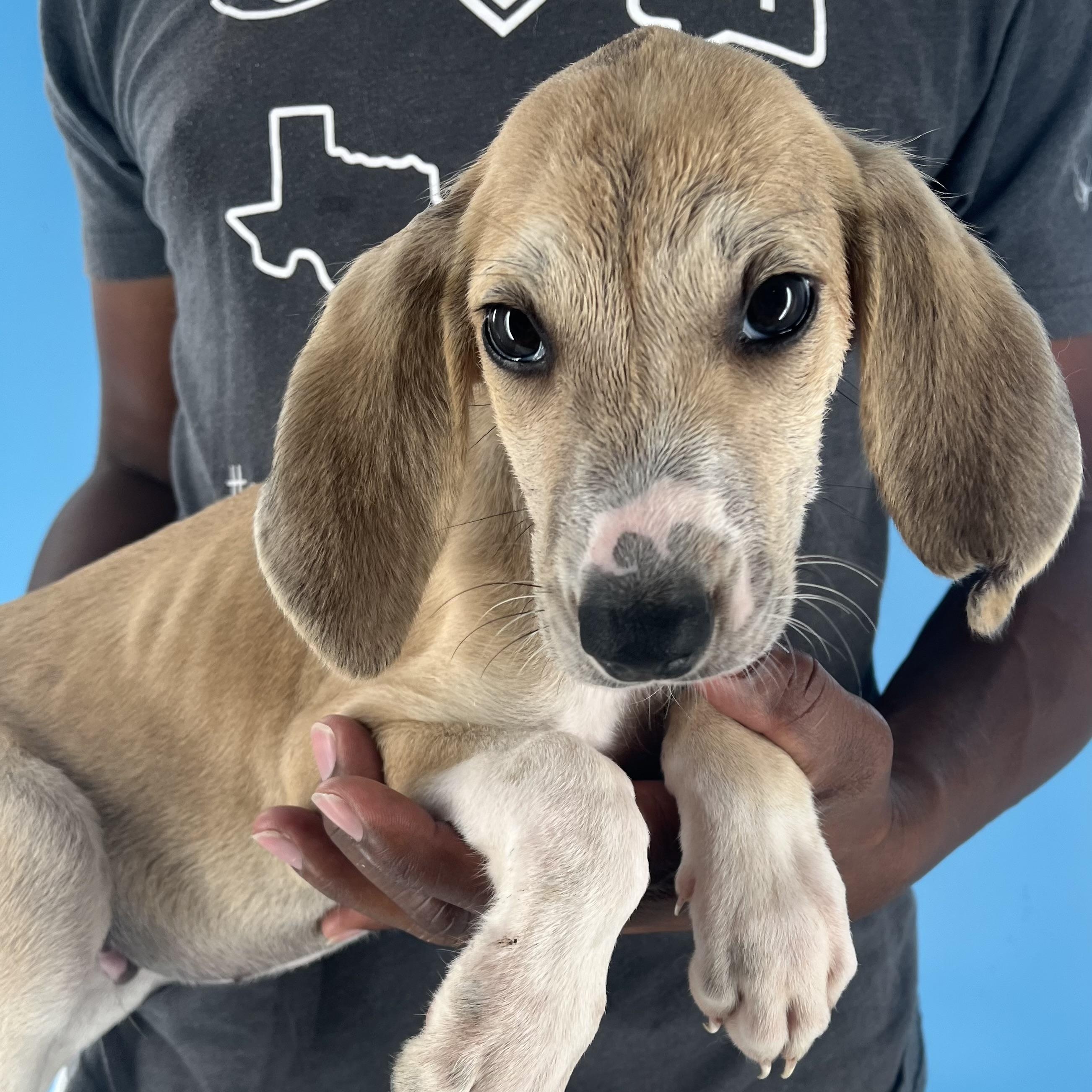 Bauer - Local July 27, an adoptable Aussiedoodle, Yellow Labrador Retriever in Westerly, RI, 02891 | Photo Image 6