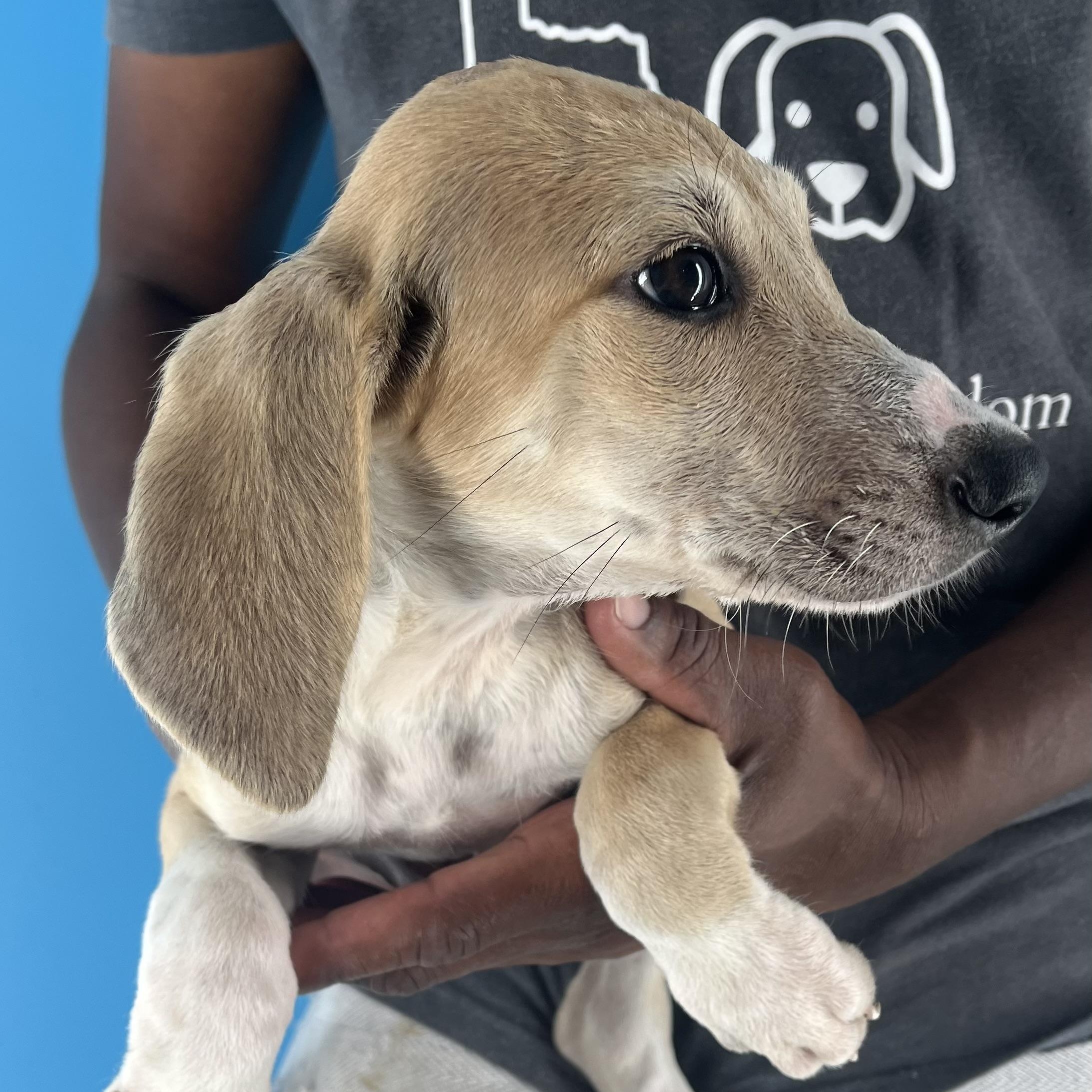 Bauer - Local July 27, an adoptable Aussiedoodle, Yellow Labrador Retriever in Westerly, RI, 02891 | Photo Image 3